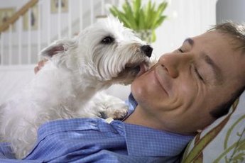 Dogs usually lick to express affection or clean a wound.