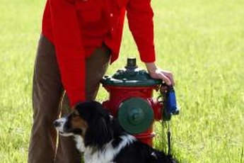 "You can bring a dog to a fire hydrant..."