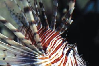 Marine aquariums often feature sump filters.