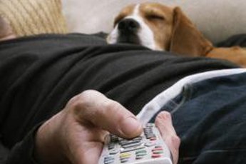 Appropriate chew toys keep your dog happy and your remote safe.