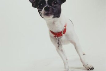 There's a lot to know and love about the tiny Chihuahua.