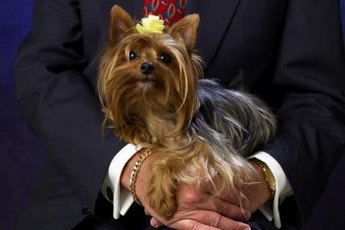 Yorkies differ in size, but only one breed remains.