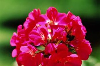 Geraniums and felines just don't belong together.