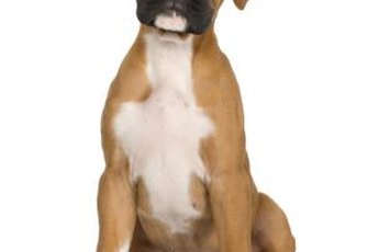 Training your boxer puppy early can help reduce aggression episodes.