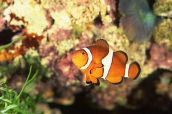 Some small species of clownfish can live in nano aquariums.