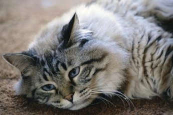 Lethargy is a symptom of anemia in cats.