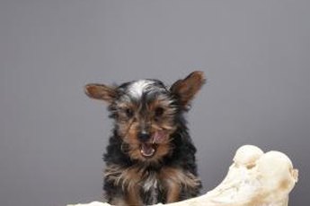 What you don't see is the owner of that bone looking none too pleased.