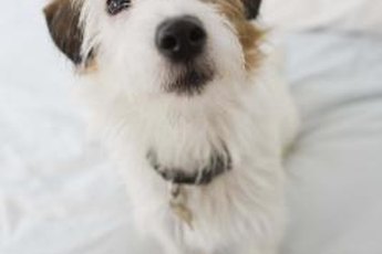 A little extra grooming will keep your wire-haired Parson Russell terrier's coat in top form.