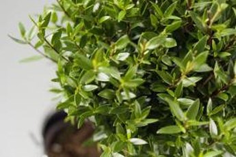 Plants in the workplace improve productivity, health and general well-being.