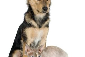 A dog with distemper can't pass it to a feline housemate.