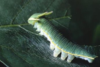 Hand-pick large pests and destroy them in a bucket of warm, soapy water. (See References 2, page 454)