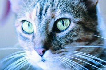 Whiskers serve a variety of important purposes.