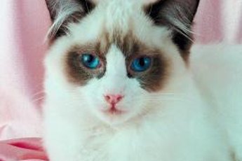 I must have a Siamese ancestor somewhere.