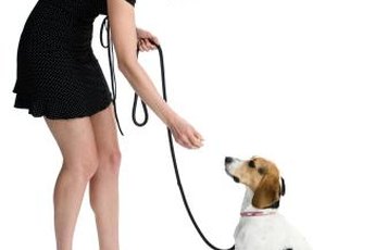Counter-conditioning with treats can stop Rascal's snapping.