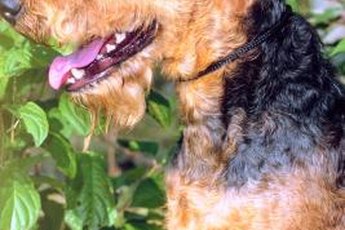 A properly groomed Airedale terrier is a handsome dog.