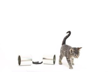 A cat's tail is part of the way she communicates.