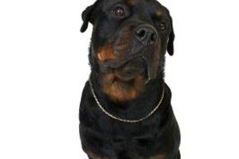 Rottweilers tend to have low-maintenance coats.