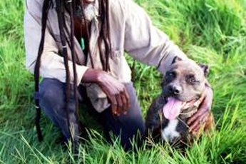 Pit bull type dogs originated in Europe.