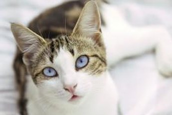 Secondary poisoning can be fatal in felines.