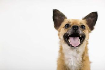 Panting is a normal method of cooling down.