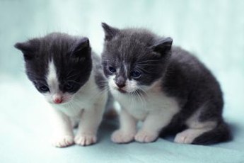 Kittens thrive on social interaction.