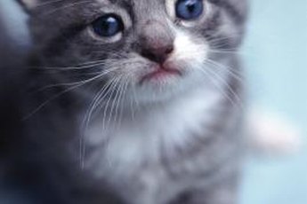 Kittens learn to walk within their first few weeks of life.