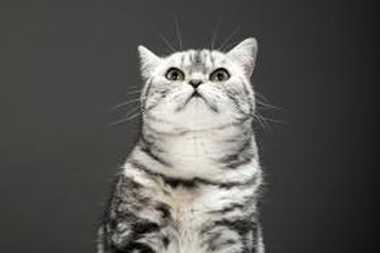 European shorthairs are also called British shorthairs.