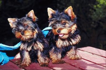 Morkie puppies, like all puppies, require a lot of care and training.