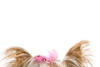 Yorkshire terriers are vibrant and independent small dogs.