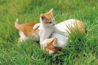 Your mama cat is getting ready to have a litter soon.