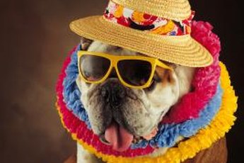 Don't worry, Rover did not go to a cocktail "pawty."