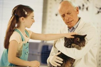 Seizures in older cats are usually caused by an underlying condition.