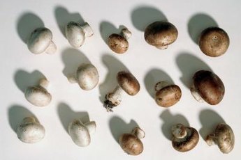 Mushrooms are much easier to digest when they are cooked.