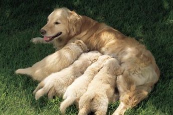 Mother dogs stop carrying their puppies once the puppies are old enough to walk around on their own.
