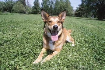 Exercise and attention are the keys to a well-behaved dog.
