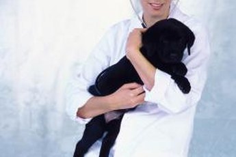 Dr. Goodvet would get a lot more done if she would carry that pup in a sling.