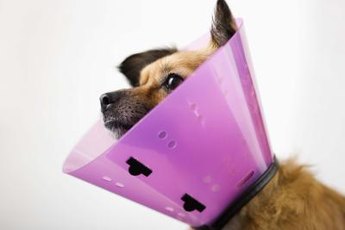 "My Elizabethan collar makes me quite the trendsetter."