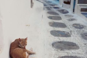 He's handsome, but take him to a vet before you bring him home.