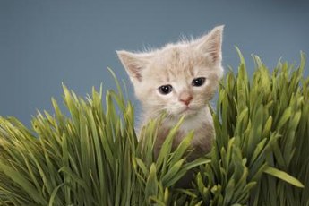 A stray kitten may have gingivitis from a virus or eating kibble.