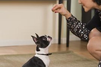 Make your pup work for that treat.