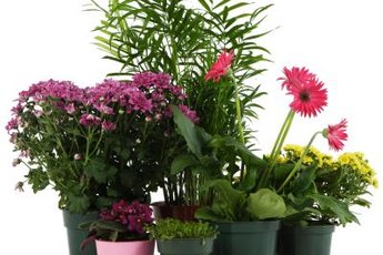 Toxic potting soil is a sinister side to houseplants.