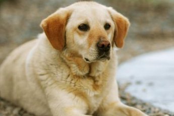 Your Labrador's pregnancy is divided into three trimesters, each lasting 21 days