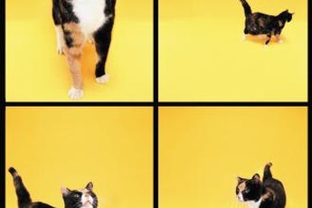 Unlike calicos, tortoiseshell cats have no white on their bodies.