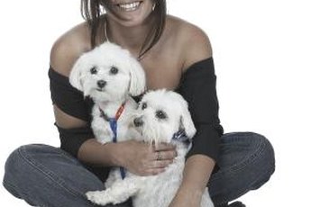 Maltese are loyal dogs whose bloodlines make them suspectible to neurolgical issues.