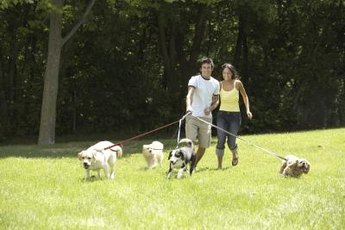 Small dogs with collapsing trachea may cough uncontrollably when pulling on a leash.