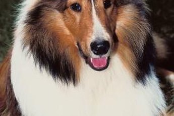 Shelties and cats can happily share a home.