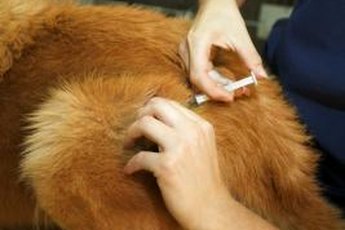 Dogs should get their vaccinations, but owners should be aware of the side effects.
