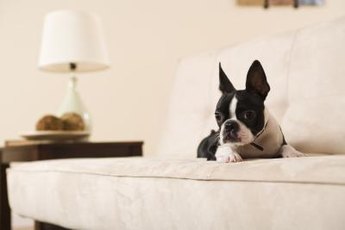 A snuggle may be all your Boston terrier pal needs to cure his shivers.