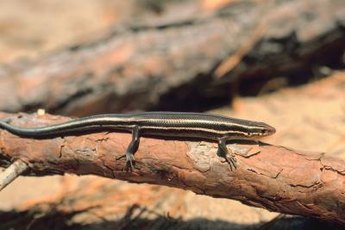 A five-lined skink doesn't always have a blue tail.