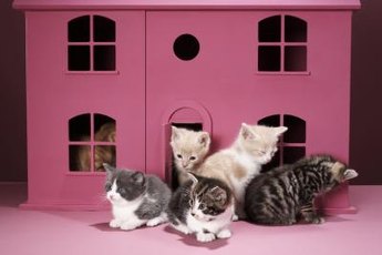 Kitten play isn't always harmless fun!